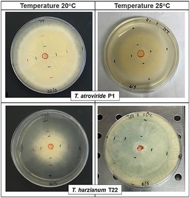 Temperature Differentially Influences the Capacity of Trichoderma Species to Induce Plant Defense Responses in Tomato Against Insect Pests